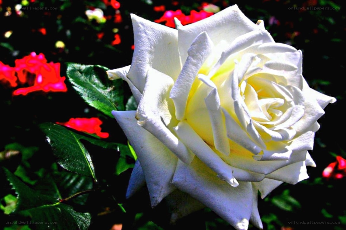 White rose in garden