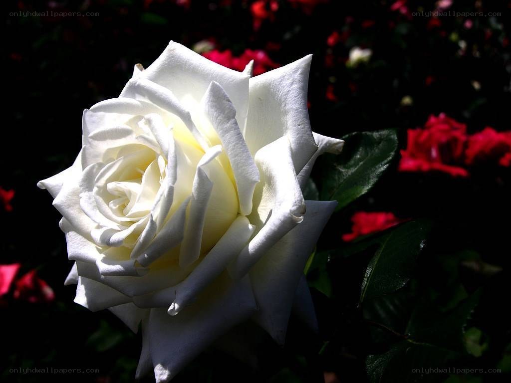 White rose in garden