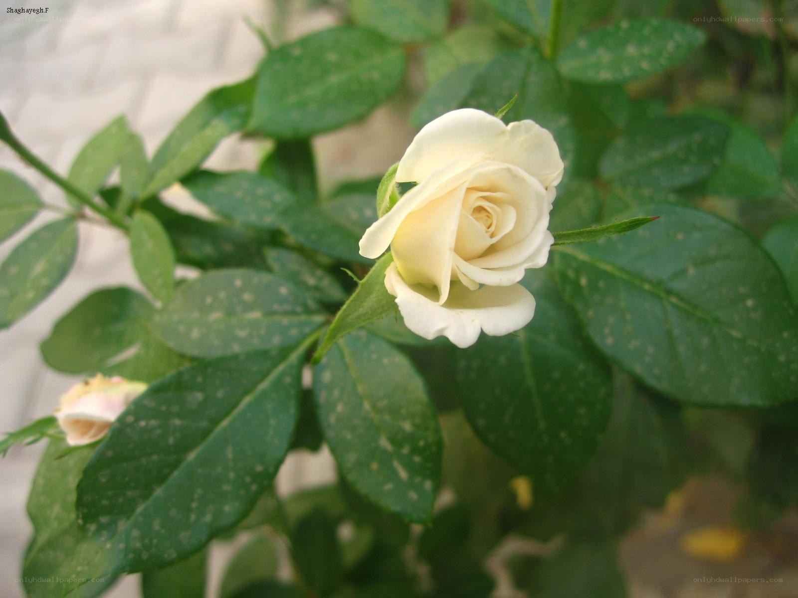 white rose in garden