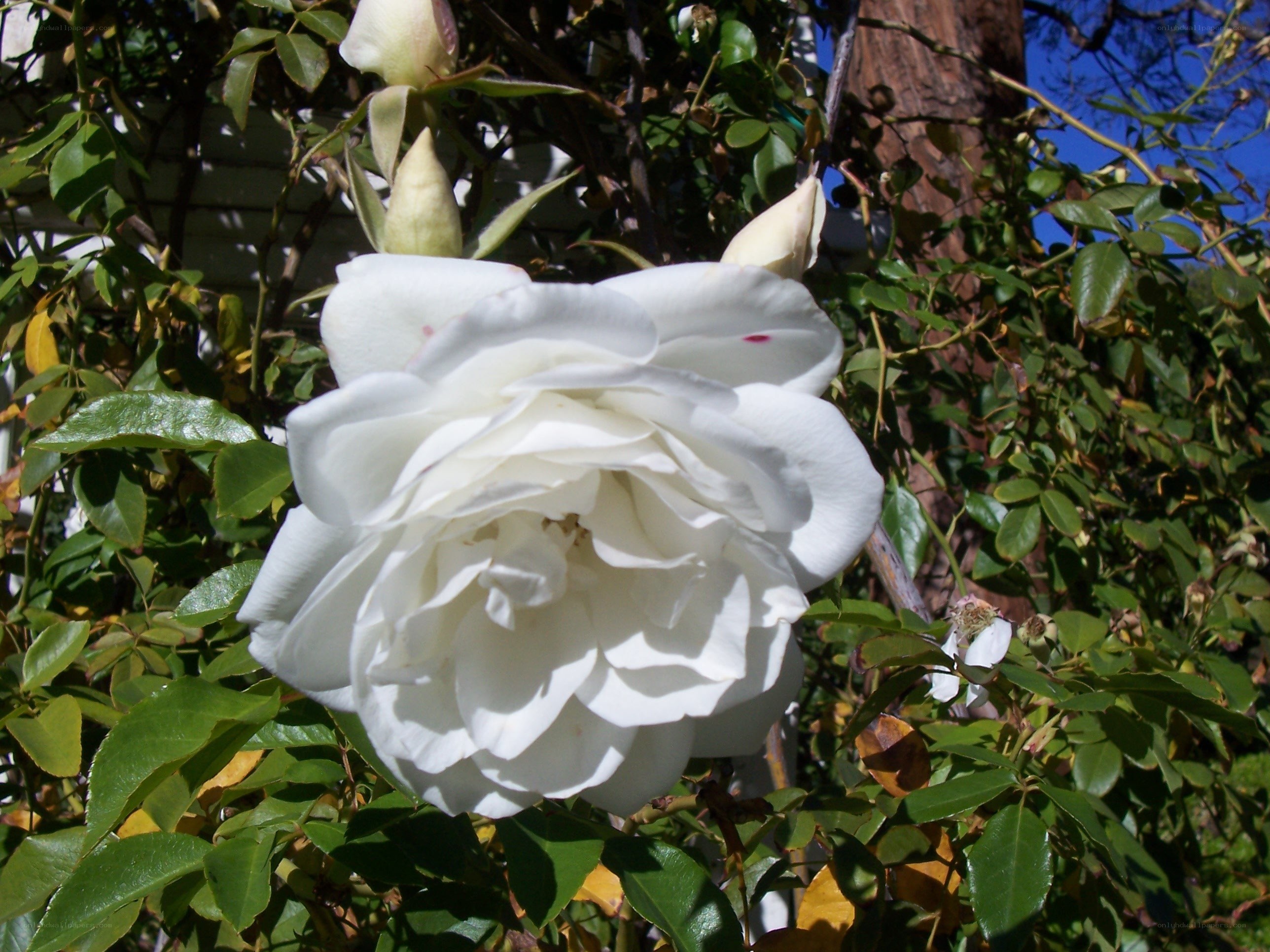 White rose in garden