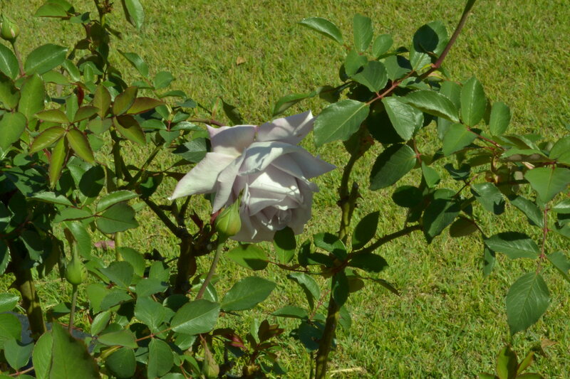 White Rose in Garden — Green, Calm