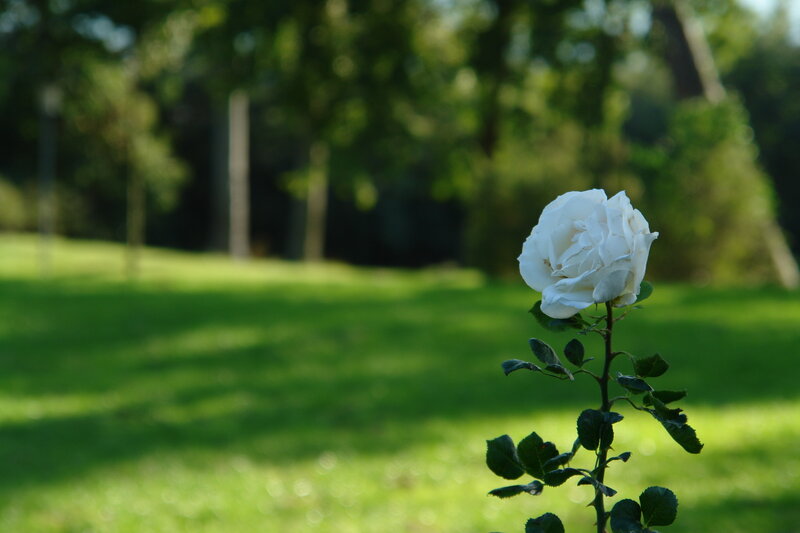 White Rose in Garden — Green, Serene