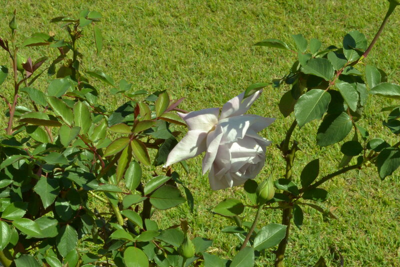 White Rose in Garden — Green