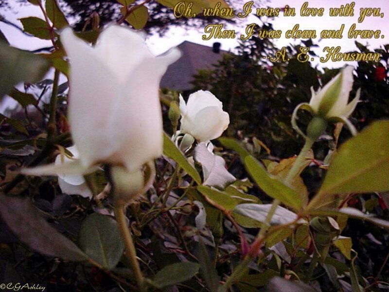White Rose in Garden — Serene