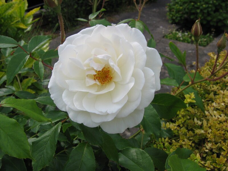white rose in garden