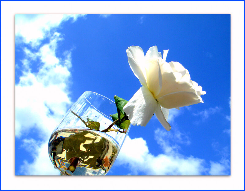 White rose in glass against blue sky