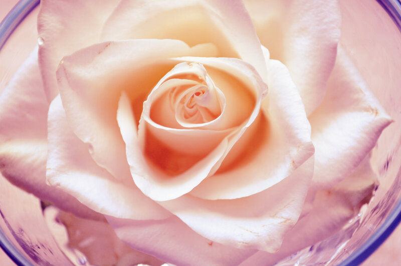 White Rose in Glass — Pink, Serene