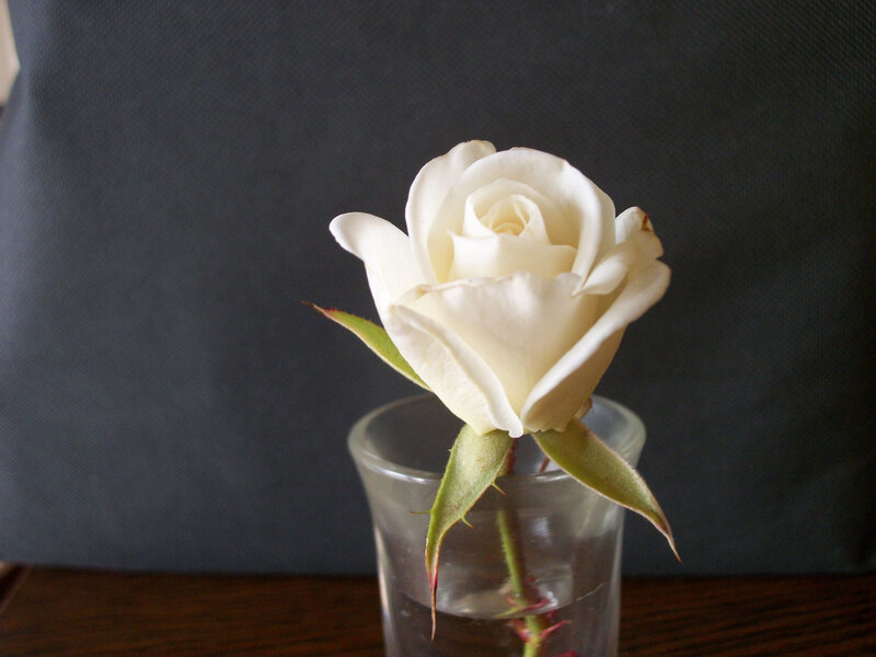White Rose in Glass