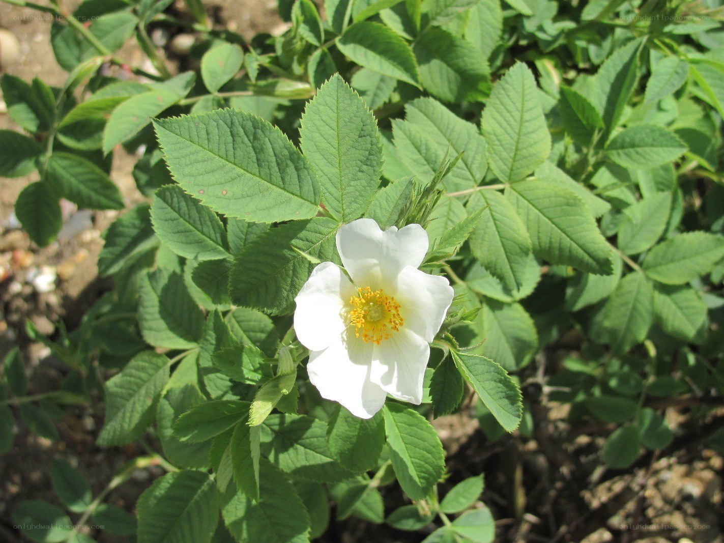 white rose in green foliage