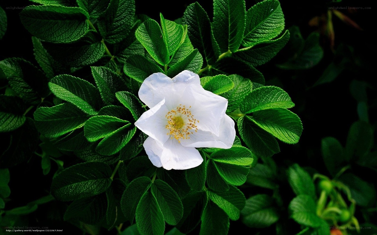 White rose in green foliage