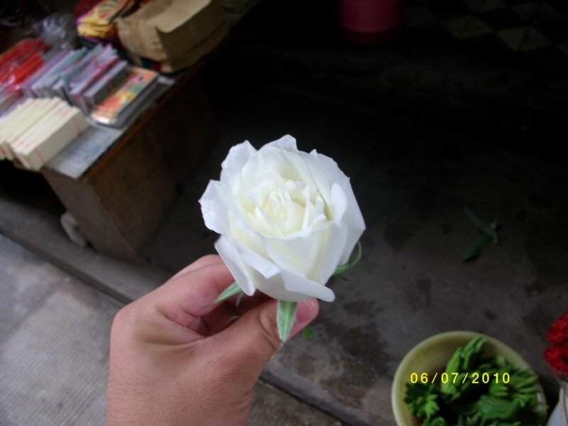 White Rose in Hand — Calm
