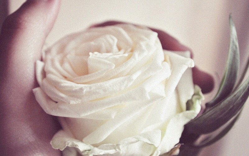 White Rose in Hand — Serene