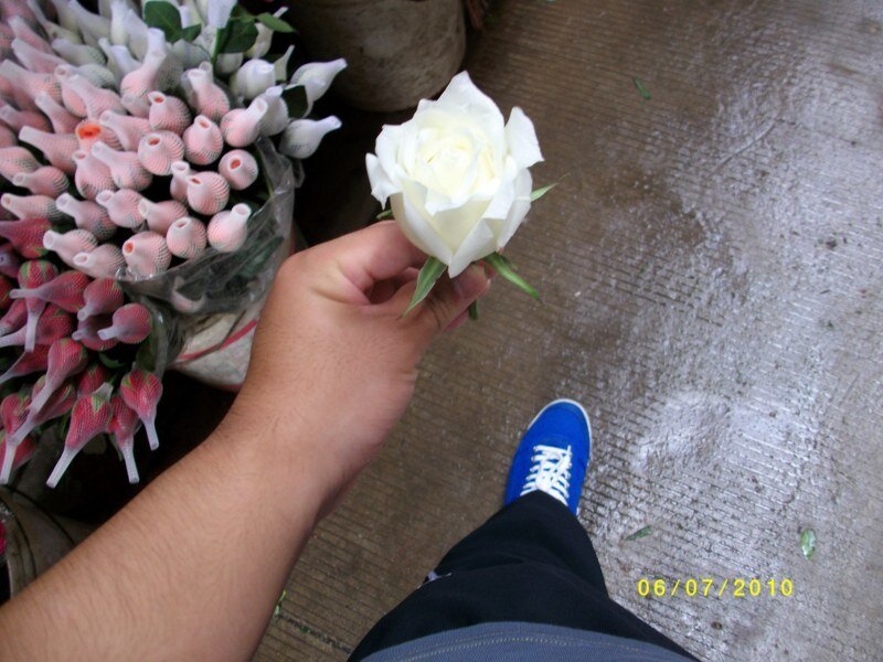 White Rose in Hand