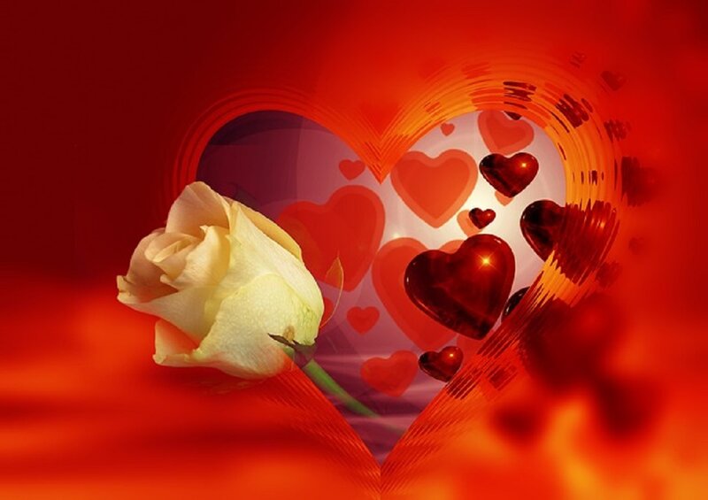 White Rose in Heart