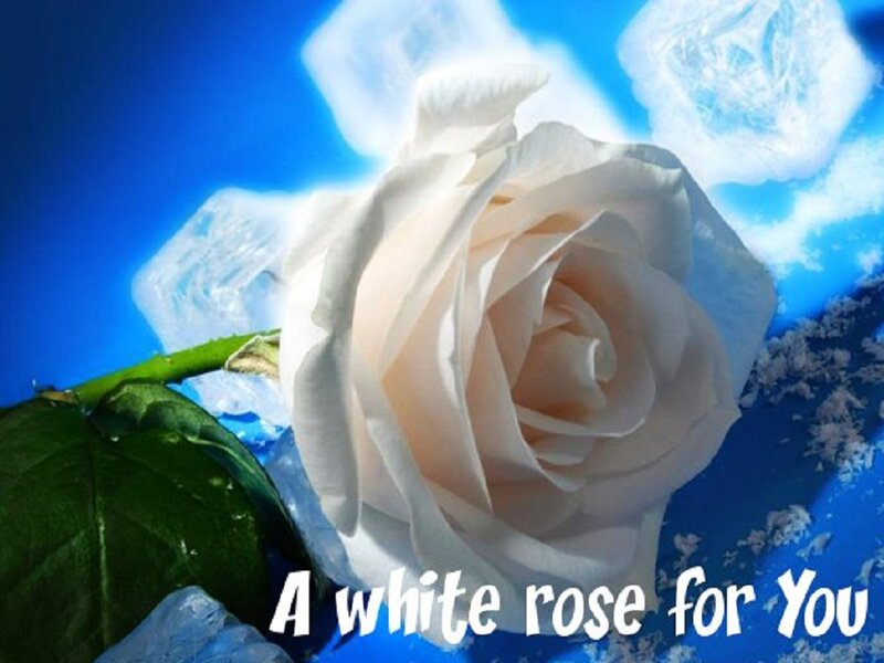 White Rose in Ice — Blue