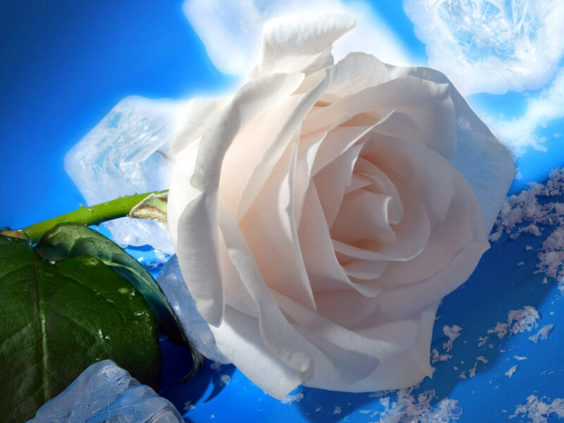 White Rose in Ice — Cold