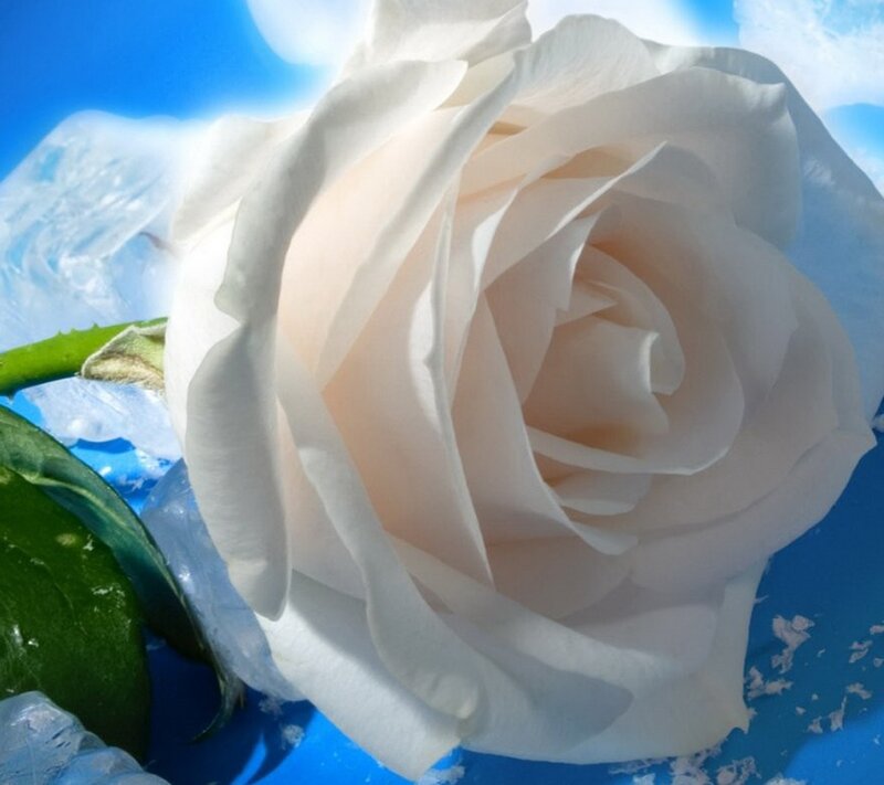 White Rose in Ice — Serene, Photograph