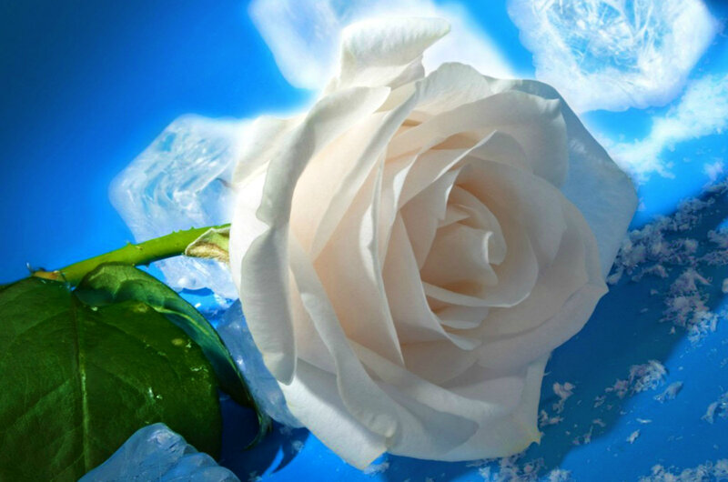 White Rose in Ice — Serene