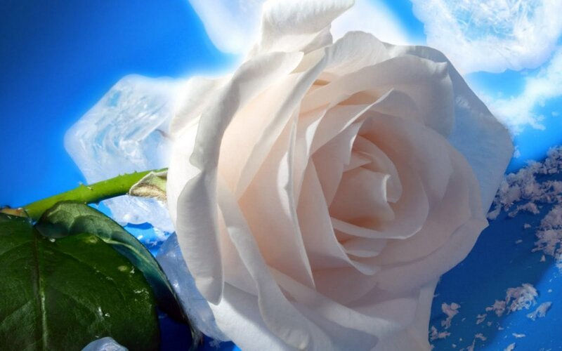 White Rose in Ice
