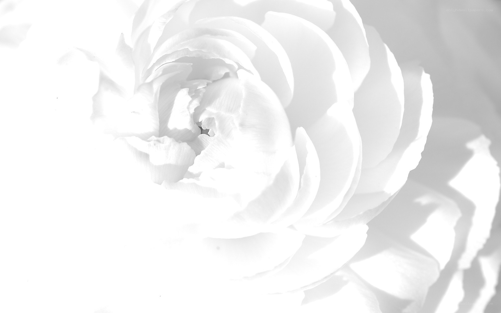 white rose in monochrome