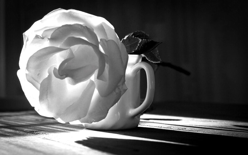 White Rose in Mug