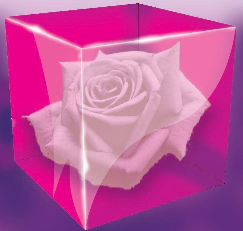 white rose in pink cube