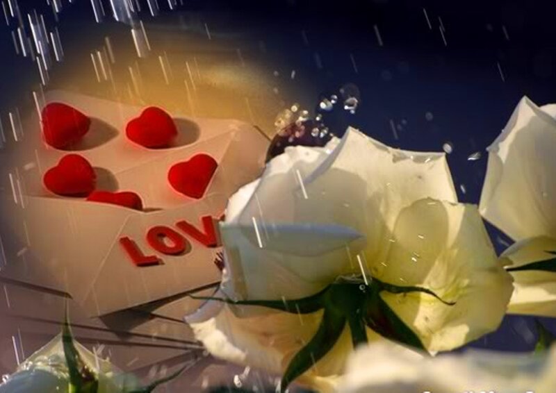 White Rose in Rain — Romantic
