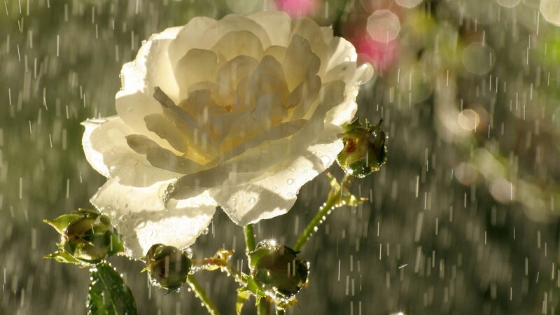 White Rose in Rain — Serene, Morning