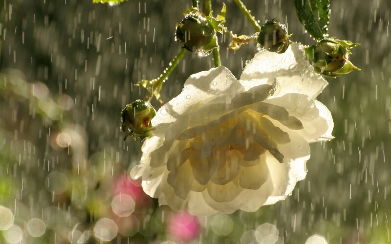 White Rose in Rain