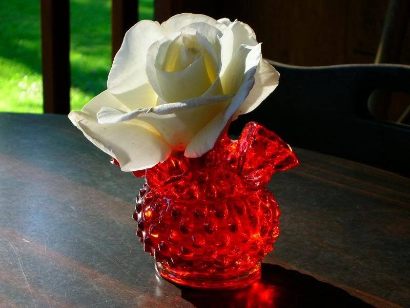 White rose in red vase