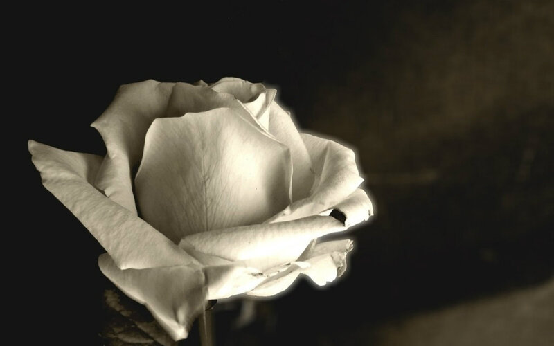 White Rose in Sepia