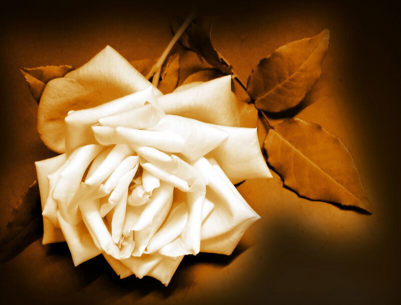 white rose in sepia tones