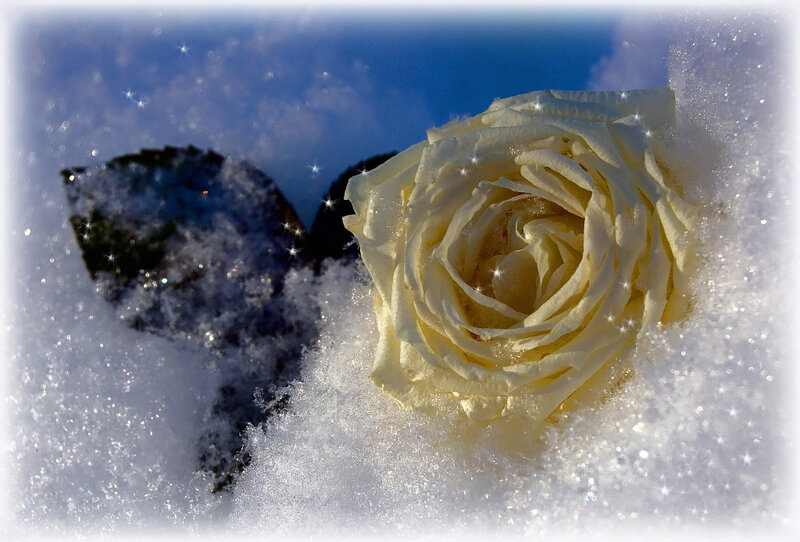 White Rose in Snow — Serene