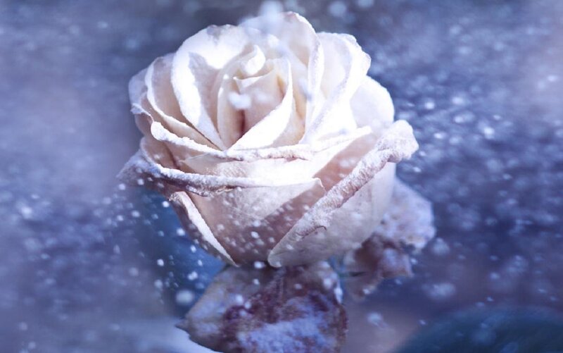 White Rose in Snow — Serene, Winter, Photograph