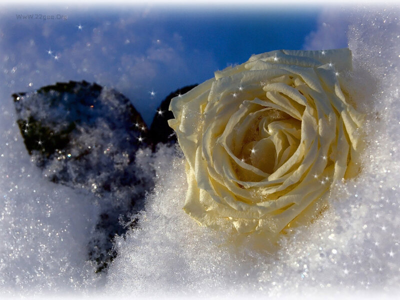 White Rose in Snow — Serene, Winter