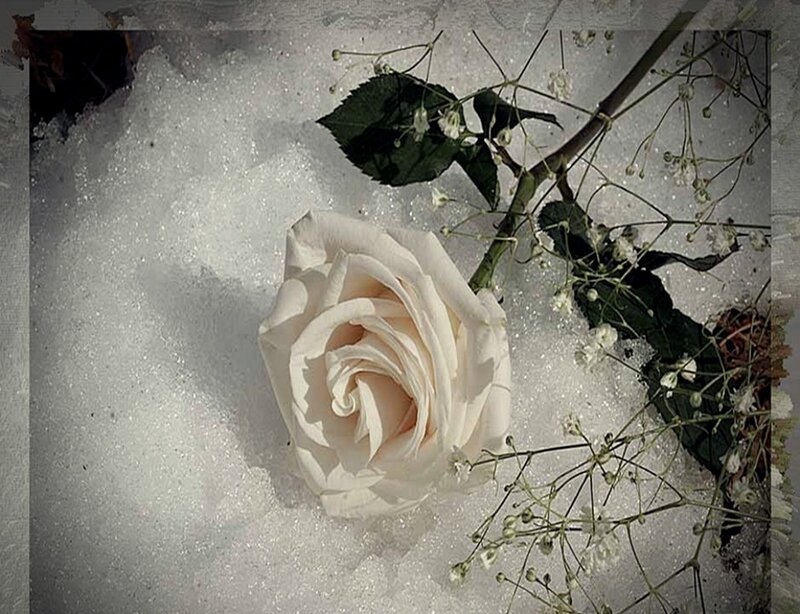White Rose in Snow — Somber