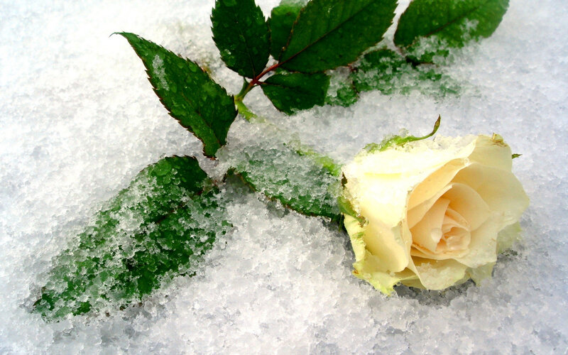 white rose in snow