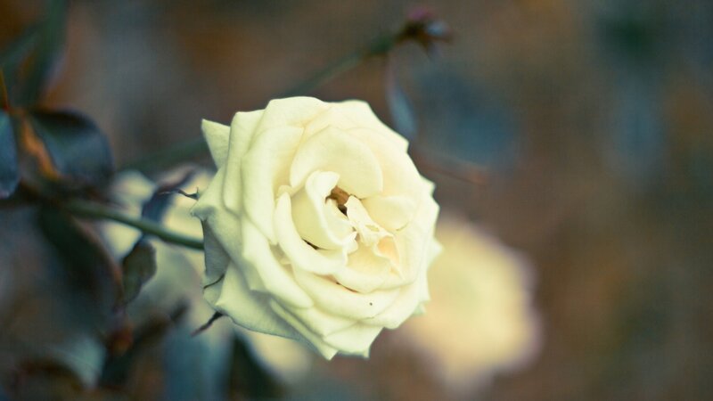 white rose in soft focus