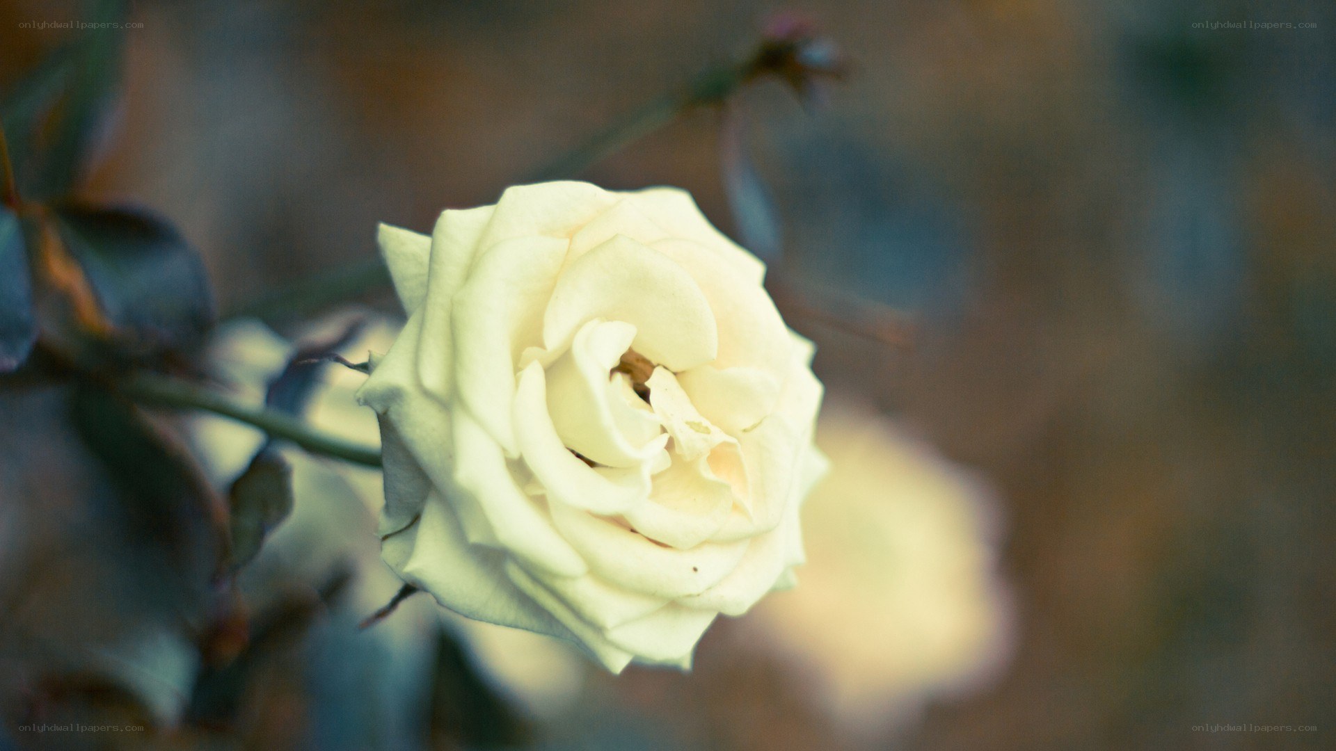 white rose in soft focus