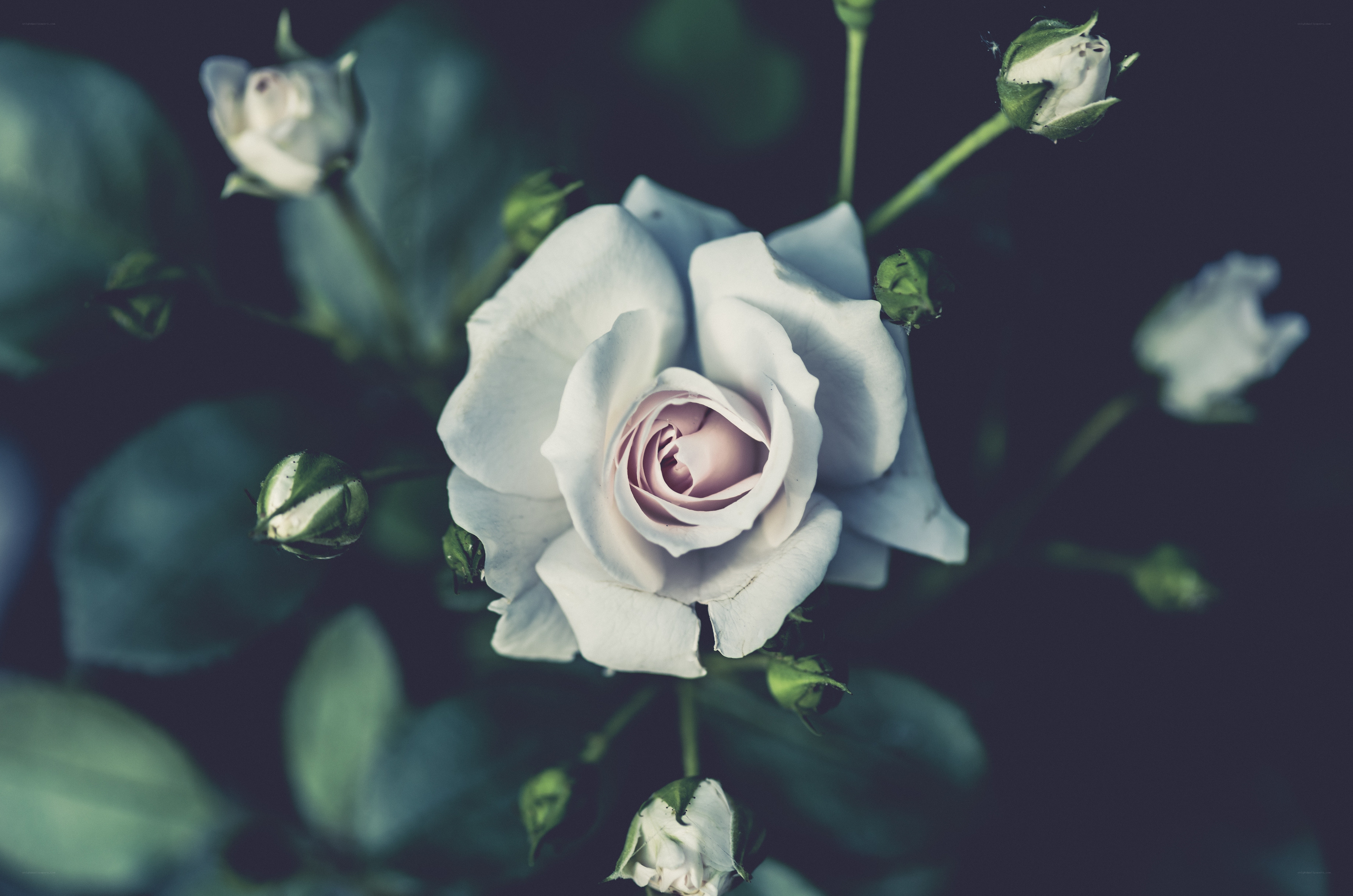 White rose in soft light