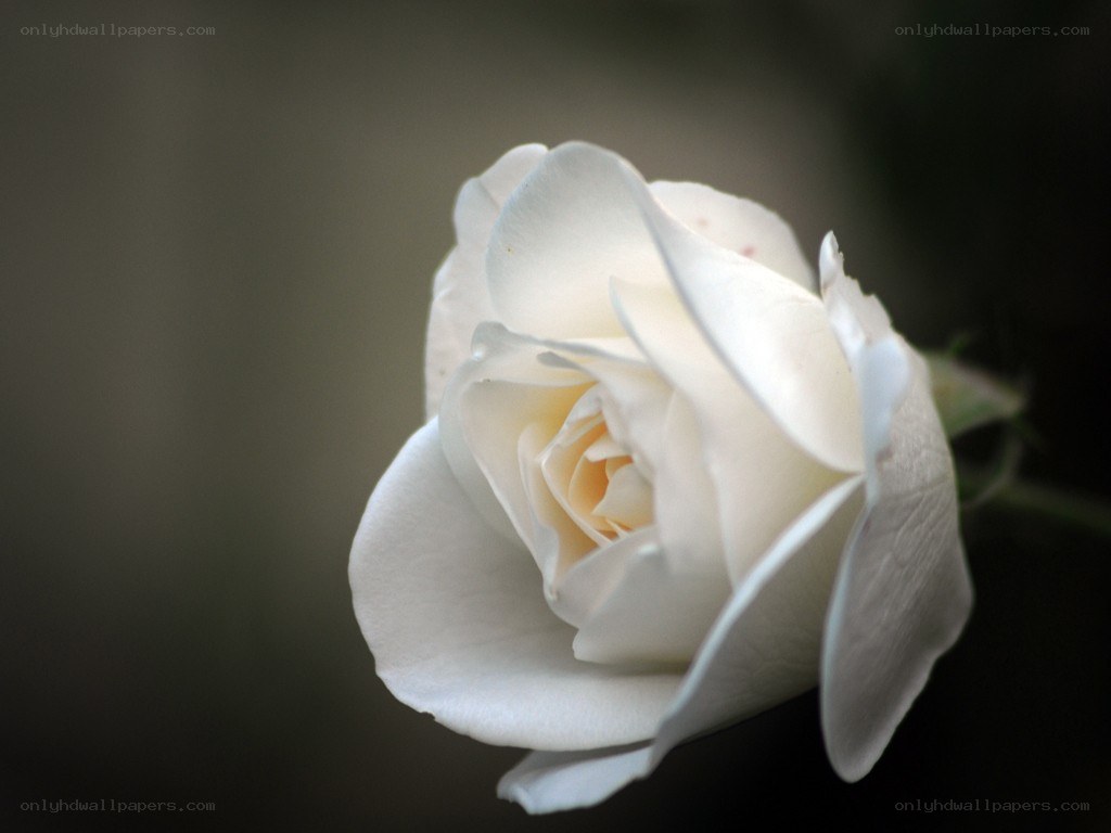 white rose in soft light