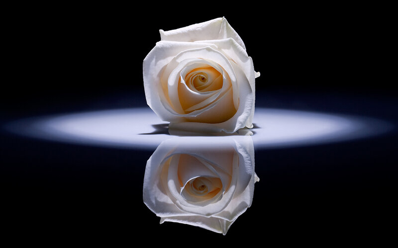 white rose in spotlight