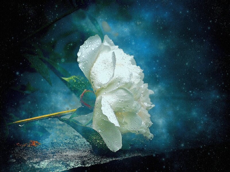 White rose in starry night