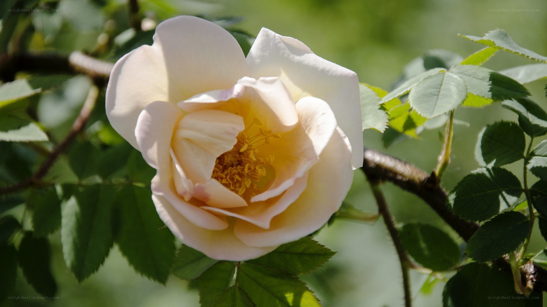 white rose in sunlight