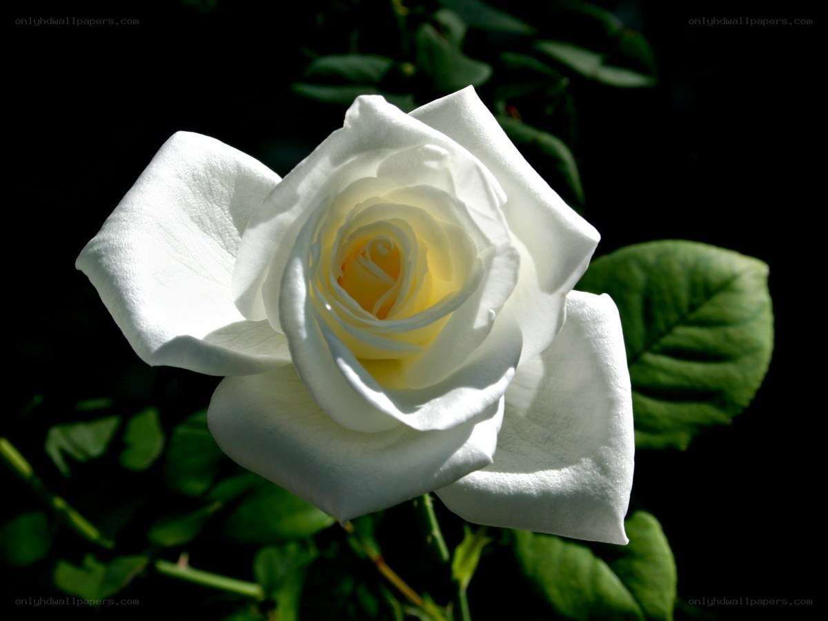 White rose in sunlight