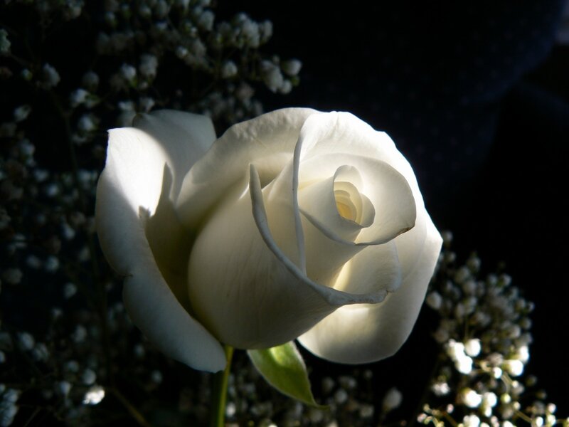 White rose in sunlight