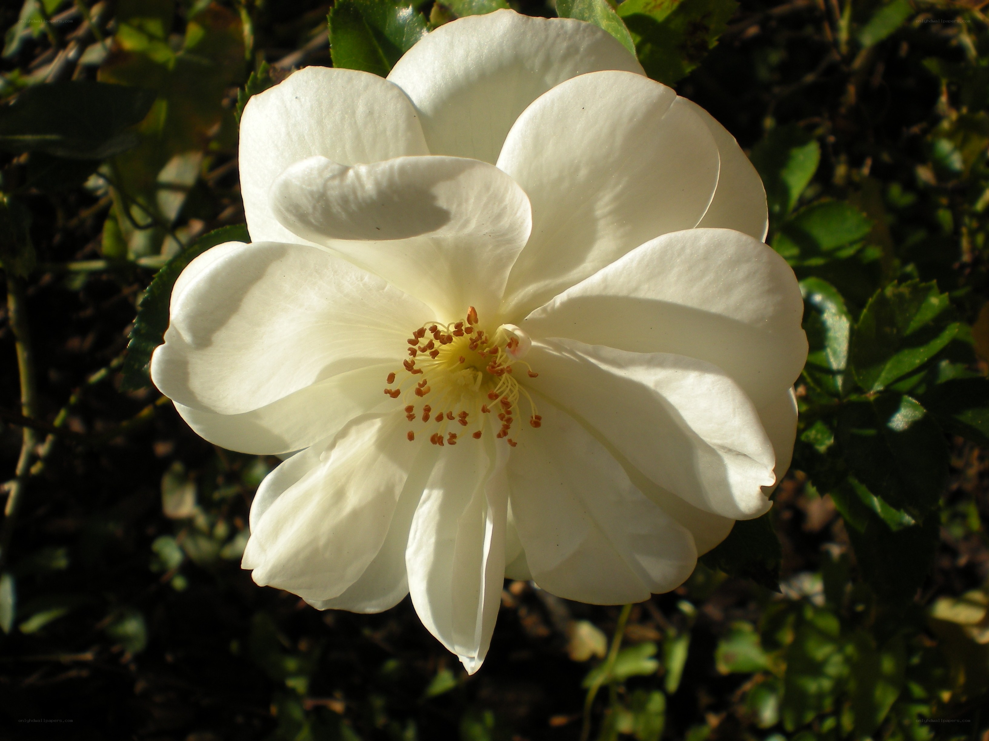 white rose in sunlight