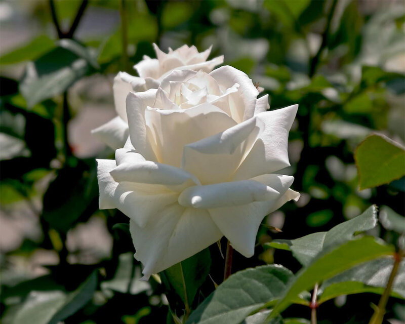 White rose in sunlight