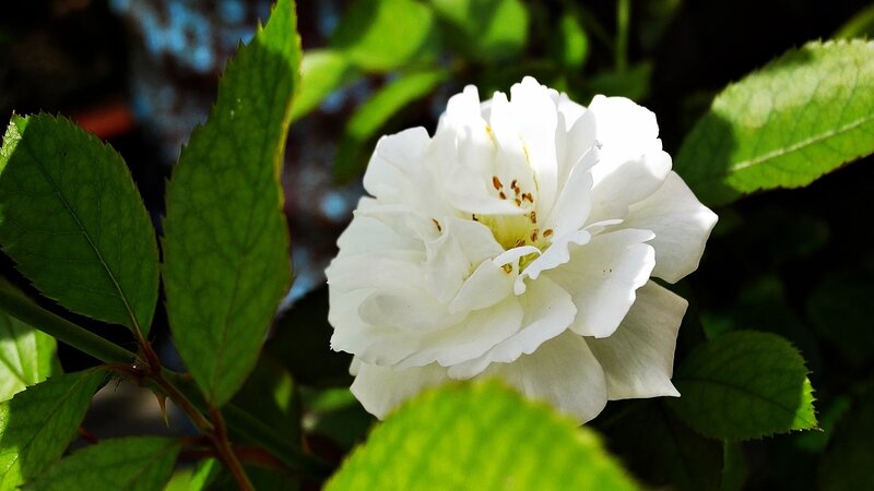 White rose in sunlight