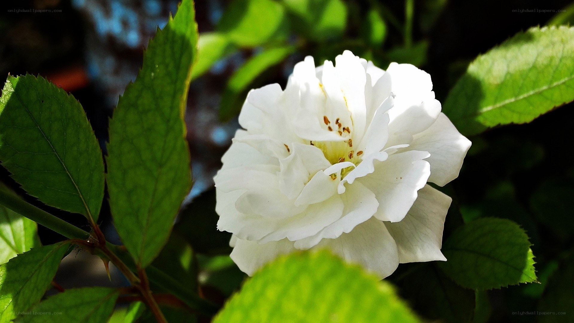 White rose in sunlight